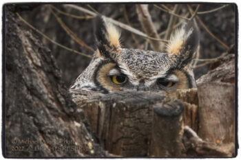 Momma Owl