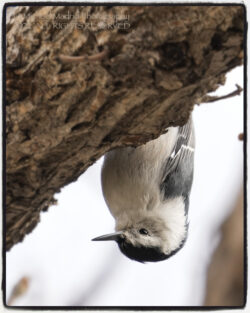 Nuthatch