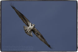 Osprey
