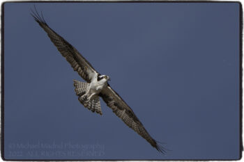 Osprey