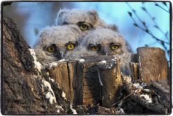 Great Horned Owlets
