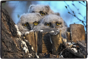 Great Horned Owlets