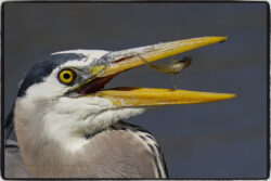Great Blue Heron Snack