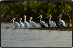 Sunset Pelicans