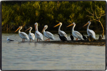 Sunset Pelicans