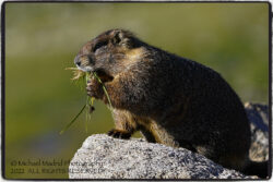 Marmot lunch