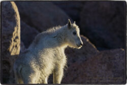 Mt. Goat Kid