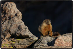 Marmot Sunrise