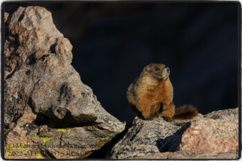 Marmot Sunrise
