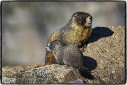 Marmot Mom and Baby