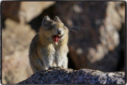 Pika Sunrise
