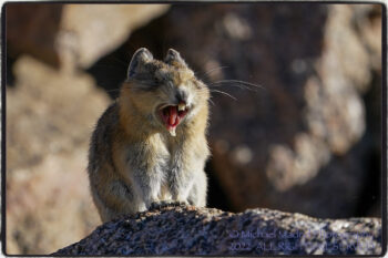 Pika Sunrise