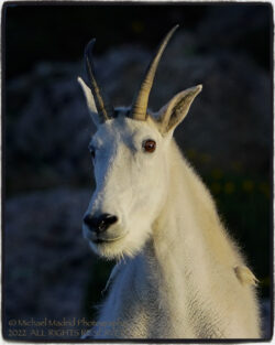 Nanny Goat Sunrise