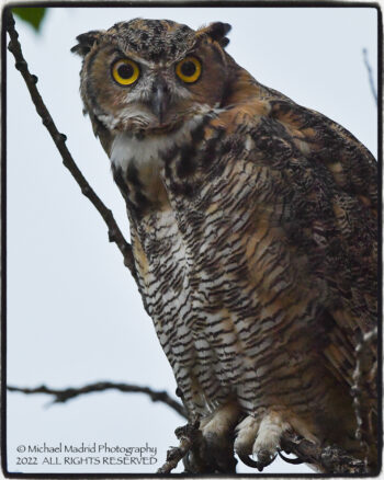Young Owl