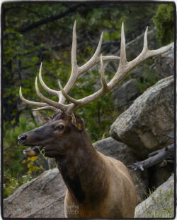 Bull Elk Chewing