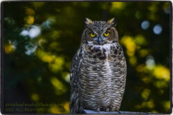 Twilight Owl