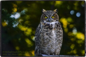 Twilight Owl