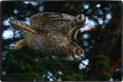Owl Flight