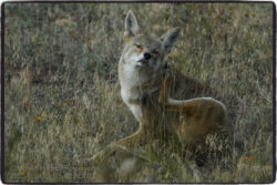 Coyote Scratch