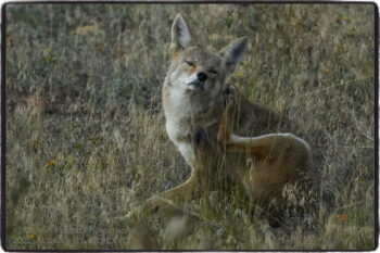 Coyote Scratch