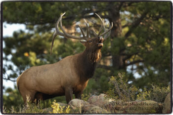 Reigning Bull