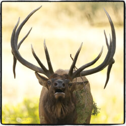 Bugling Bull