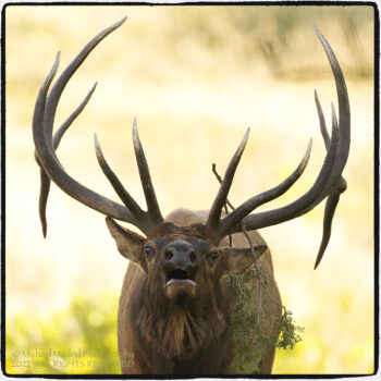 Bugling Bull