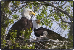 Eaglet Nest