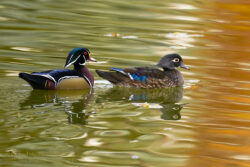 Wood Duck Pair