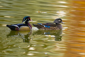 Wood Duck Pair