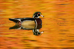 Autumn Wood Duck Drake
