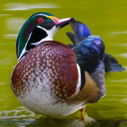 Preening Wood Duck Drake